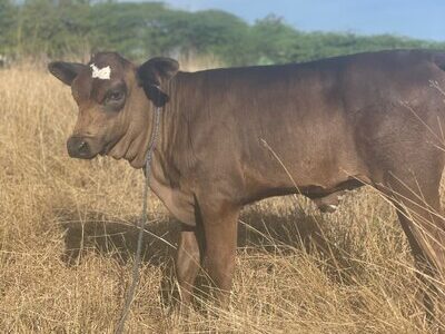 Holistic Haitian Alliance | sustainable agriculture Haitian cow