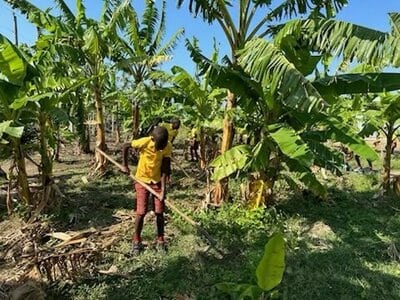 Holistic Haitian Alliance | sustainable agriculture Haitian boy working amongst palm trees