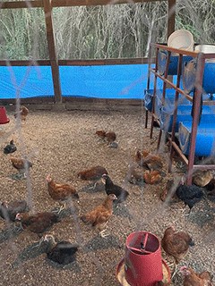 Holistic Haitian Alliance | sustainable agriculture programs chickens