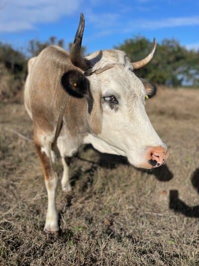 Holistic Haitian Alliance | sustainable agriculture programs cow